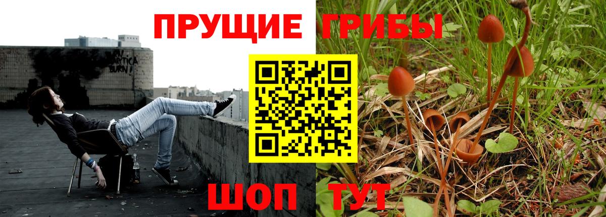 Псилоцибиновые грибы Psilocybine cubensis Дивногорск